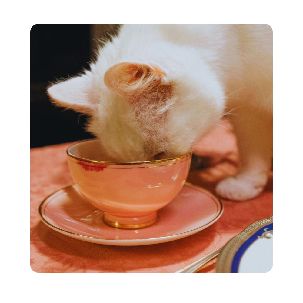 The Ugly Truth: 10 Signs Your Cat Might Be Ruling Your Life