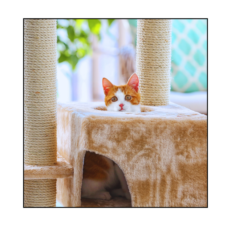 Pet Safety & Security