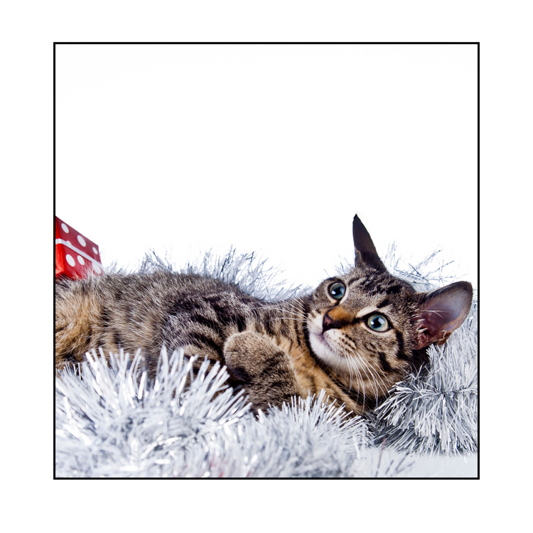 Seasonal Cat Favorites