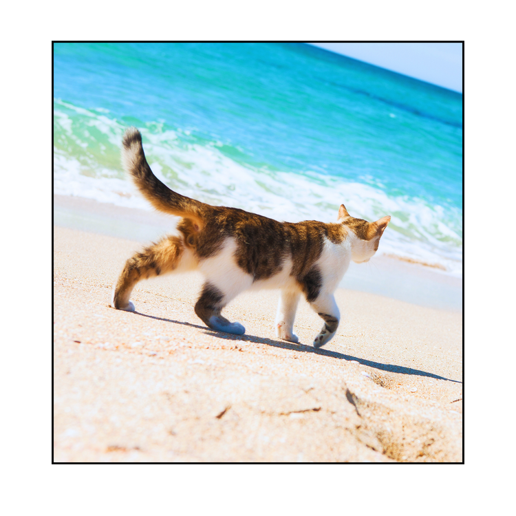 Cat Cooling Comforts