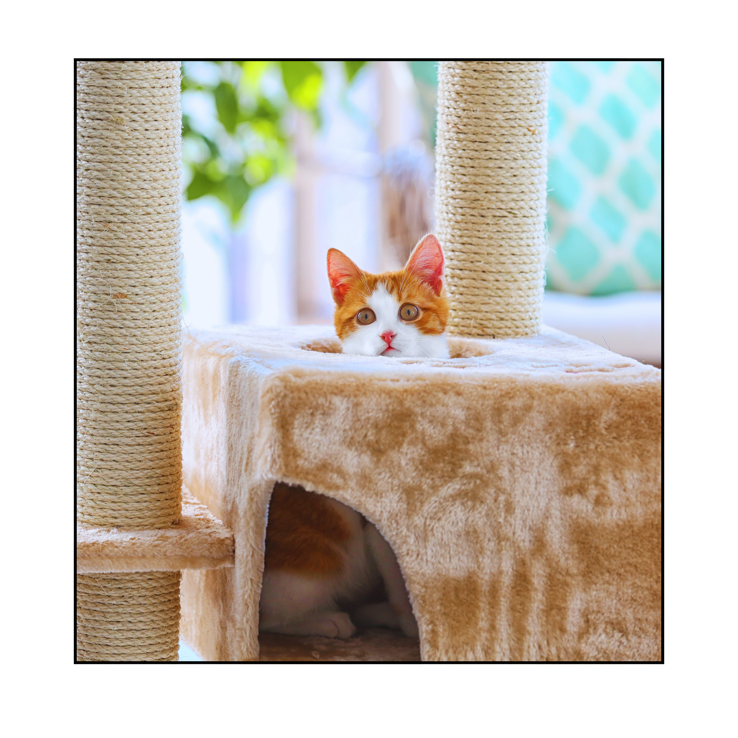 Pet Safety & Security