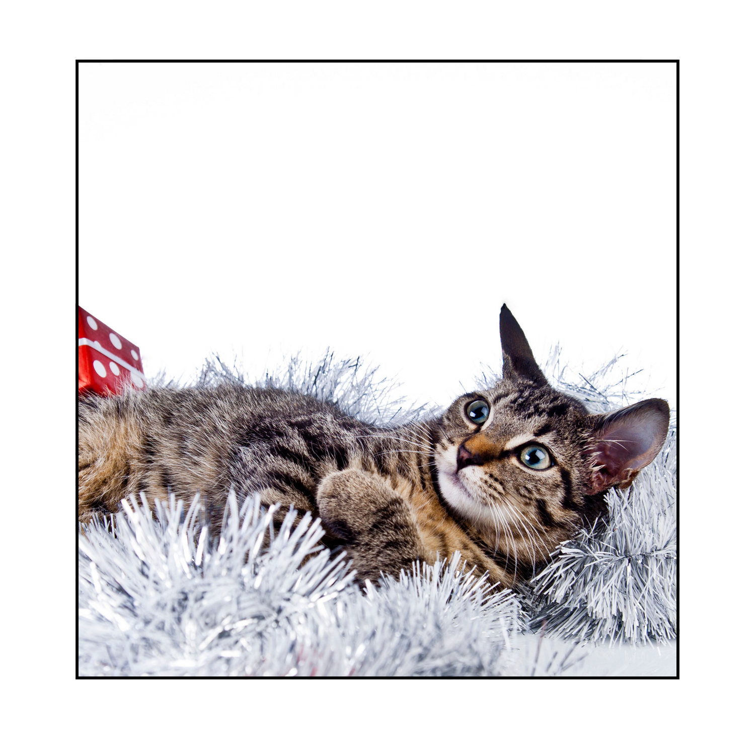 Seasonal Cat Favorites