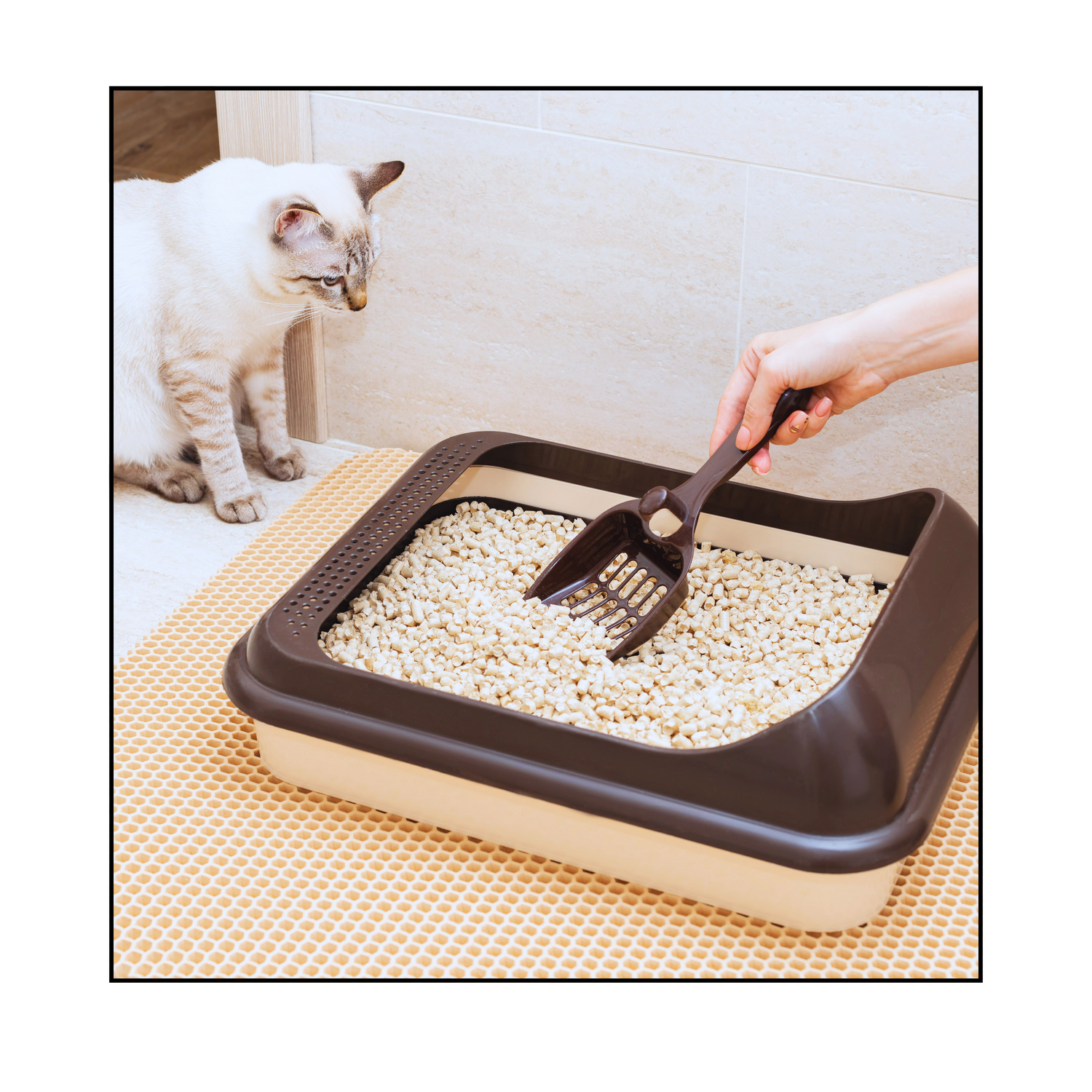 Cat Litter Accessories