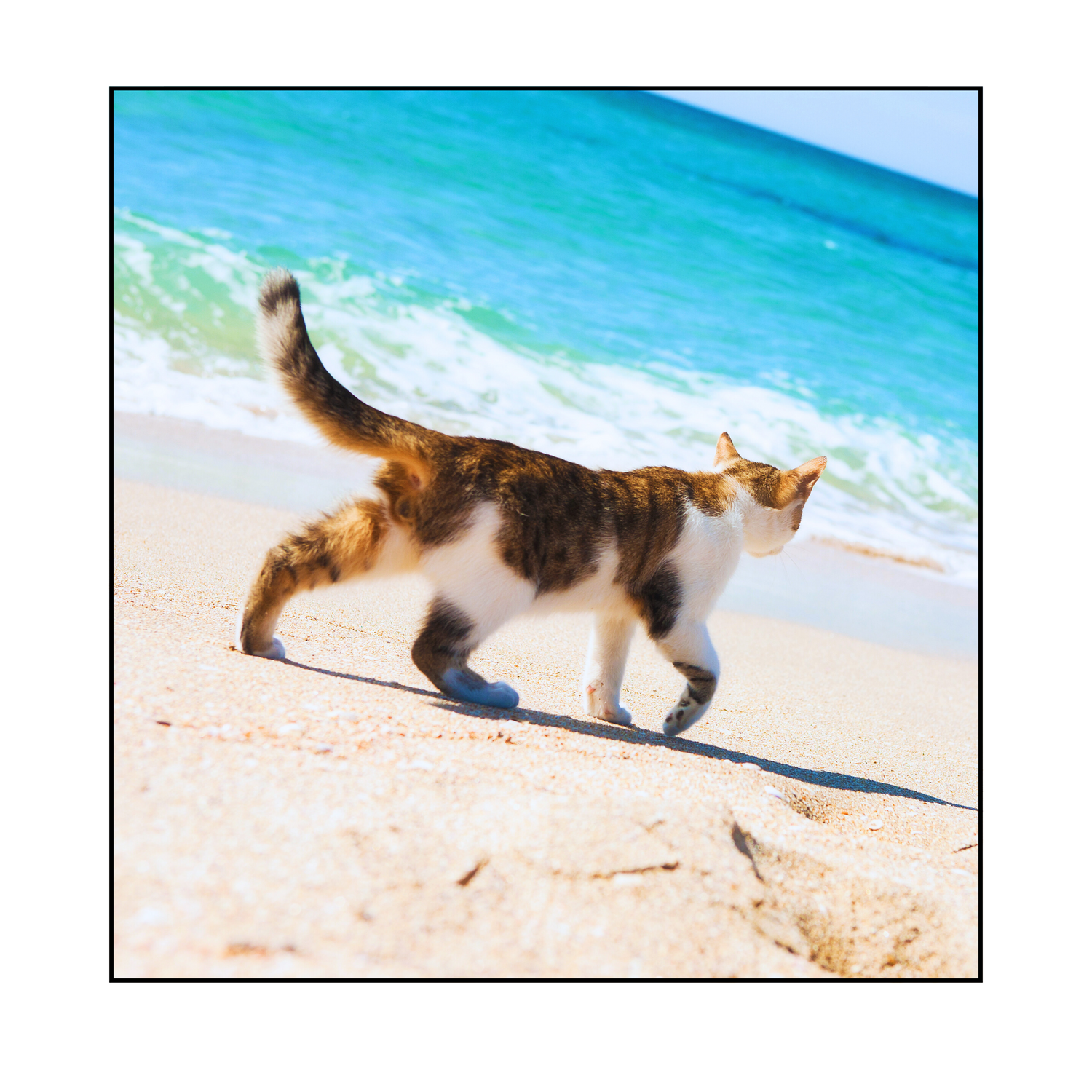 Cat Cooling Comforts