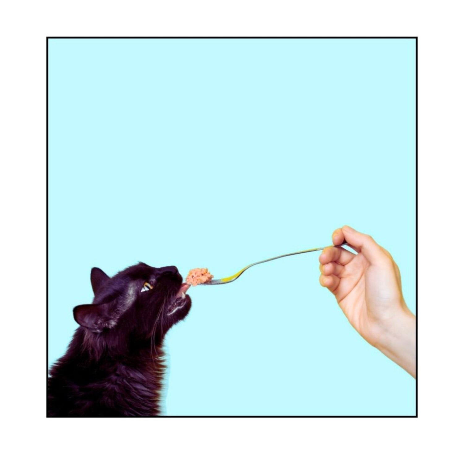 Pet Feeding Tools
