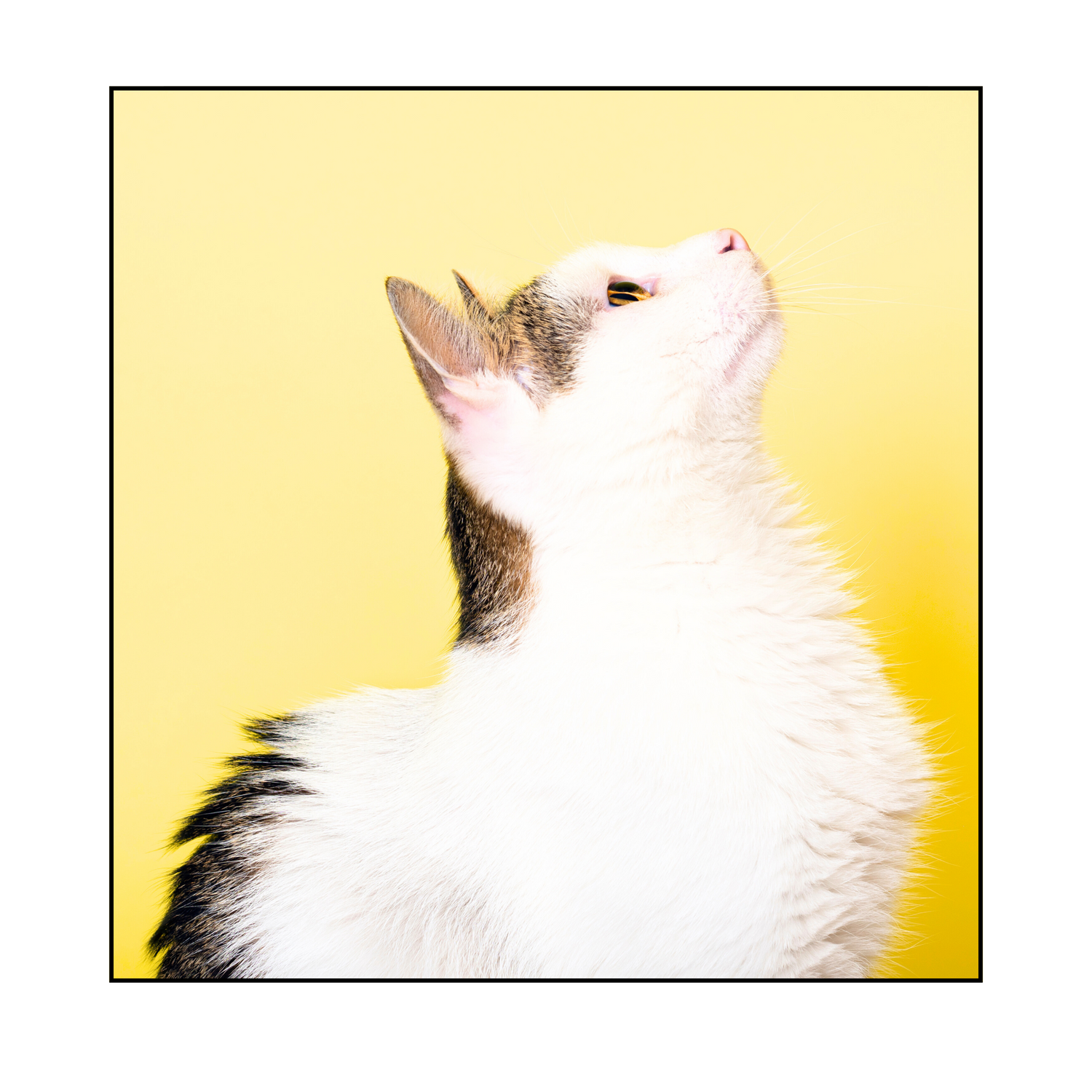 Popular Picks | Curious Cat | Happy Cat